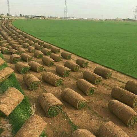 عشب طبيعي